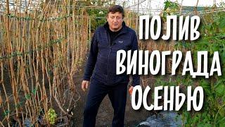 Полив винограда осенью. Как правильно подготовить кусты к обрезке и зимовке для максимального урожая