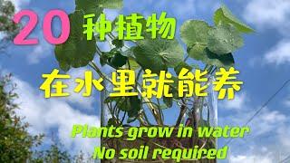 哪些植物 不用土 在水里就可以养？House plants can grow in Water  No Soil required 什麼植物在水里也長得很好 78