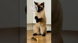 Siamese Cat’s Funny Hunt!  Mouse vs Net Adventure