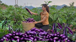 The Life Of Xuan's family when giving birth: the wife harvests eggplants to sell at the market