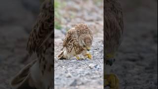 Uncovering The Mysterious Kestrel Of Salisbury Plain #birds #wildlifefilming #naturephotography