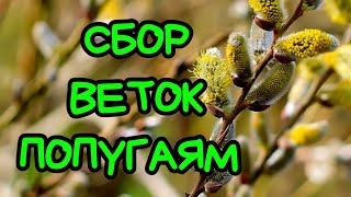 Сбор веток попугаям/ Какие ветки нельзя/ Какие ветки можно попугаю  #попугаи #лес