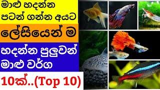 Top 10 Most Suitable freshwater fish for aquarium BEGINNERS in Sinhala..!||Easy to rare..