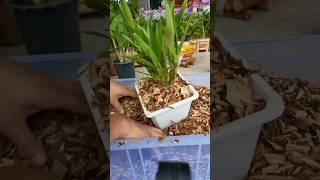 Loving repotting plant dendrobium nobile plant with best tutorial #short #orchid #plants