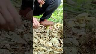 Grow Wine Cap Mushrooms at Home! Gardening Ideas!