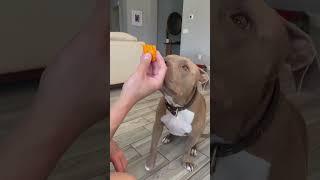 I love treats from dad. #dog #cutedog #shortsvideo #dogdad