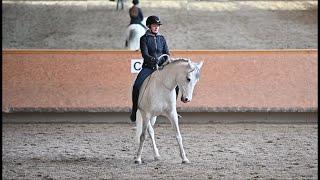 stop and listen // Dressage without bridle