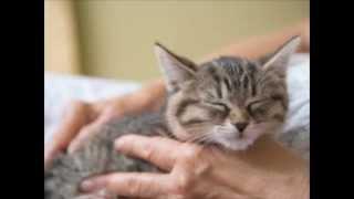 Cat Purring Sound Effect!