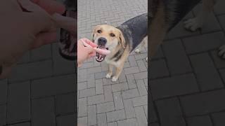 Приключения Толика  Part 9  #дворняжка #дворовые #бродячиепсы #собаки #dogs #streetdog #уличные