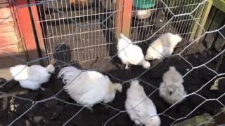 Marks Allotment Diary: Visiting my Dads Plot - Chickens and Ducks