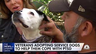 Therapy dogs help veterans cope with PTSD