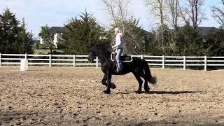 Julius the Friesian being ridden Western.  #friesian #friesianhorse #horselover #horse