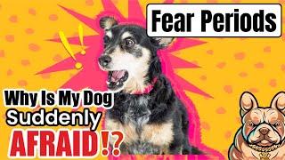 FEAR PERIODS : Why Your Dog Is Suddenly AFRAID & How To FIX IT!