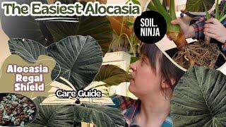 Alocasia Regal Shield Care Tips & Tricks + Repot Super EASY Plant!