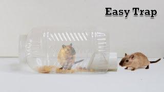 Easy Mouse Trap/Rat Trap | Mole Trap