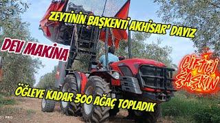 ZEYTİN BAHÇESİ AKHİSAR 2024 #keşfet #zeytinyağı #tarım #berekettv #çiftçi