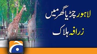 Lahore Zoo | Male giraffe | Lahore Zoo lose one giraffes