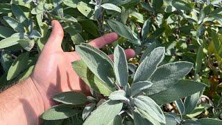 How to Save Sage Seeds - Never Buy Seed AGAIN!