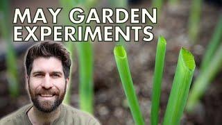 4 May Gardening Experiments!