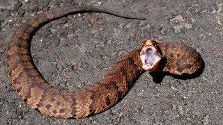 21 Striking Facts About Cottonmouth Snakes