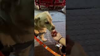 #labradorretriever #foodie #icecream