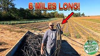 REVEALING AN UNTOLD SIDE OF VEGETABGLE FARMING