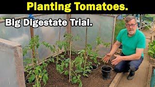 Tomato Planting | Crimson Crush | 1st Batch of Tomatoes | Bio Digestate Trial | Green Side Up