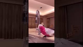 Tame Bird Cokatoo parrot #cute #thebluechicken #ytshorts #shortvideo#viral#viralvideo #talkingparrot