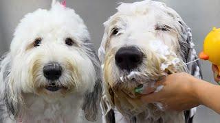 Instead Of A DOODLE... | Vivian The Old English Sheepdog