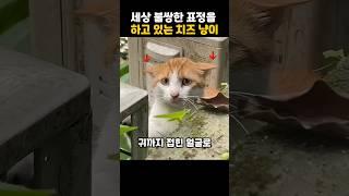 세상 불쌍한 표정을 하고 있는 치즈 냥이