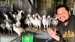 All White King Shamo Chicks Cargo ,How To Grow Aseel Chicks At Home, Hen Hatching Eggs, Hsn Poultry