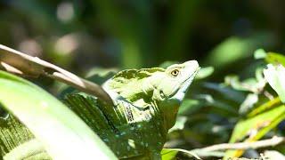 Herping Costa Rica!