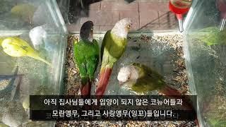 [앵무파파] 청계천 가든조류원 앵무새들, 코니와 베리, 그리고 연두 고향, 코뉴어, 모란앵무, 사랑앵무, 동묘벼룩시장 나들이, 메탈배스의 일상다반사 브이로그 [2020.10.17]