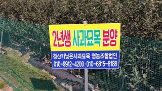 사과묘목-Knip-baum apple tree(사과묘목) 10월 중순경