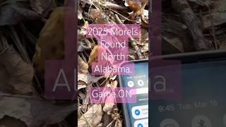 Morel Report 2025 Morels FOUND #fypage #fyptiktok #morels #morelmushrooms #morelstories #mushroom
