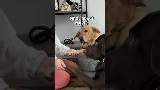 Kiss Your Dog On The Head And Record His Reaction (Cutest Thing EVER!)