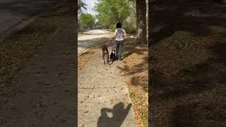 Walking my large and small dog at once #dogtrainer #dogtraining #doberman #corgi