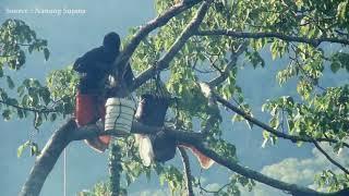 Amazing Harvesting Honey in the Forest by Petani kota87