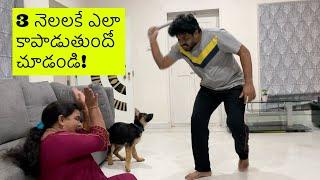 German Shepherd Puppy Rocky Protecting Family ll in Telugu ll