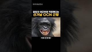 담당자 야근하며 작정했다는 선거날 OCN 근황