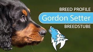 ► Gordon Setter Breed [2020] Temperament & Training