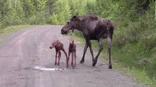 This Moose Attacks Our Truck!