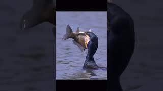 fish eater