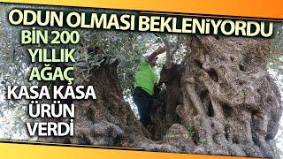 Bin 200 Yaşındaki Zeytin Ağacından Kasa Kasa Zeytin Hasadı