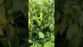 मिर्च की तुडाई #shortvideo #vairal #shortvideoagriculture #vegetablegardening #mirch #urbangardenin