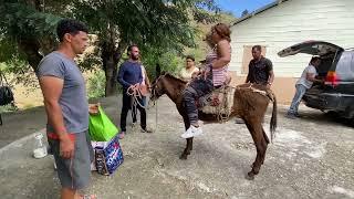 EL BURRO DEL CAMPO HENEQUEN JANICO REPUBLICA DOMINICANA