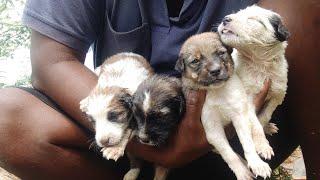 Street dog puppies / Rockfort puppies