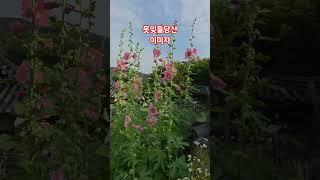 #못잊을당신 #이미자 #접시꽃