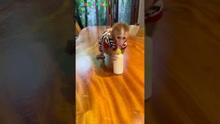 baby looking for milk #monkey #animals #cute #trendingshorts #memes #shorts #funny #shortvideo