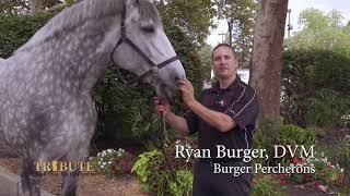 Ryan Burger, DVM of Burger Percheron chooses Tribute Equine Nutrition for their draft horses.